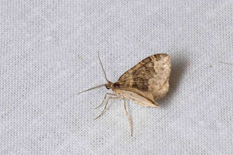 WINTER MOTH (OPEROPHTERA BRUMATA) - Kleine wintervlinder