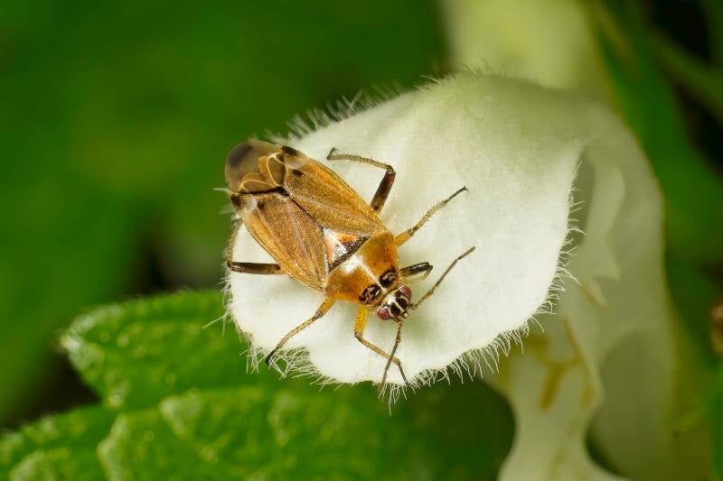 HAWTHORN SHIELD BUG (ACANTHOSOMA HAEMORRHOIDALE) - Meidoornkielwants