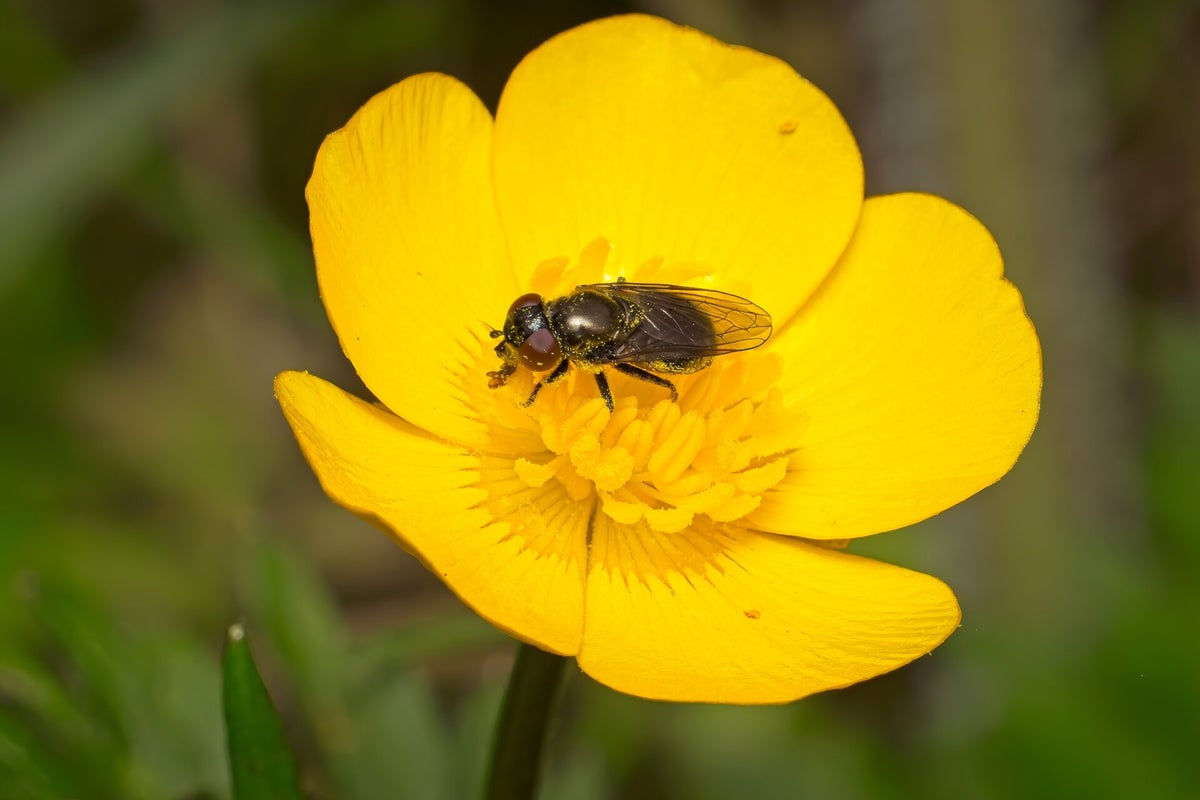 Vliegen / Insecten | Natuurfotografie