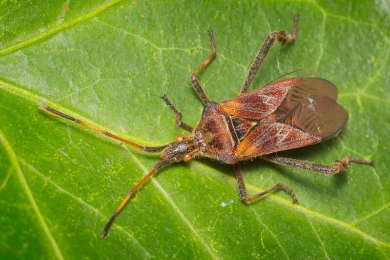 HAWTHORN SHIELD BUG (ACANTHOSOMA HAEMORRHOIDALE) - Meidoornkielwants