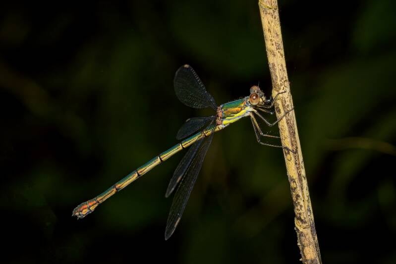 WESTERN WILLOW SPREADWING (CHALCOLESTES VIRIDIS) - Houtpantserjuffer