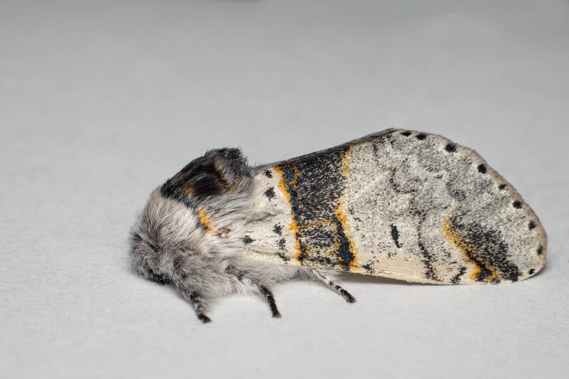 WINTER MOTH (OPEROPHTERA BRUMATA) - Kleine wintervlinder