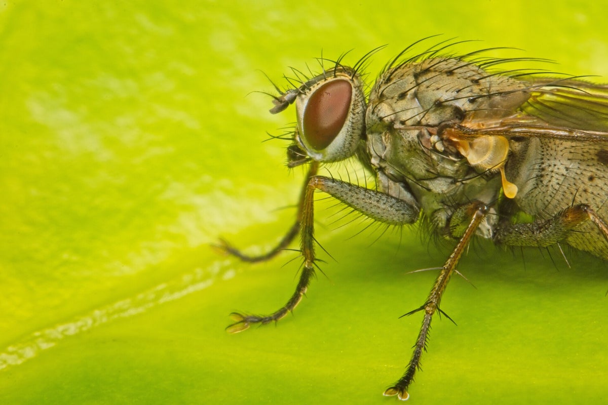 Vliegen / Insecten | Natuurfotografie