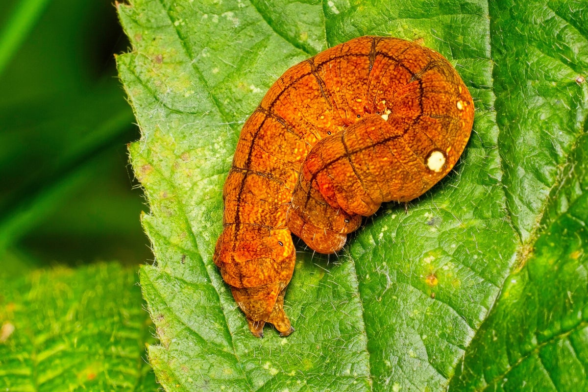 Rupsen / Insecten | Natuurfotografie