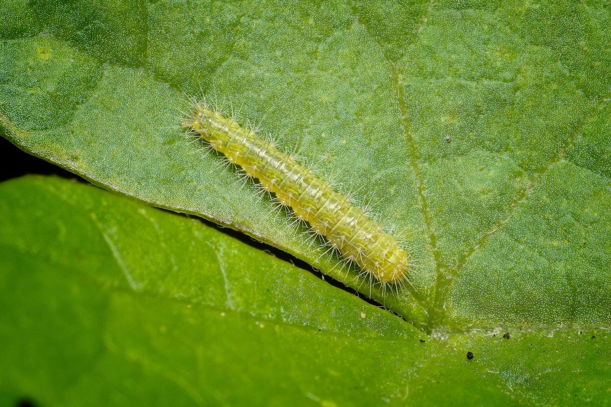 Rupsen / Insecten | Natuurfotografie