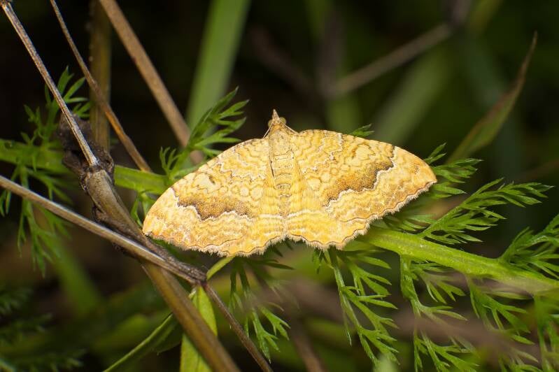 YELLOW SHELL (CAMPTOGRAMMA BILINEATA) - Gestreepte Goudspanner