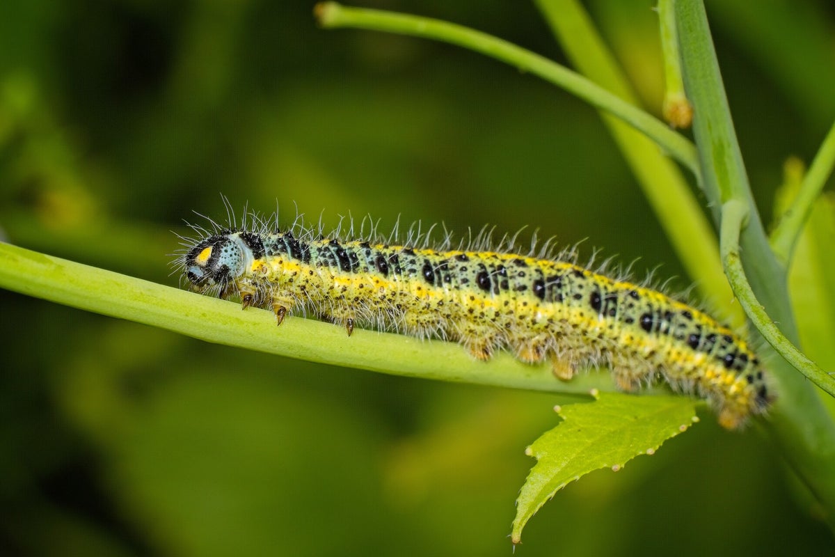 Rupsen / Insecten | Natuurfotografie