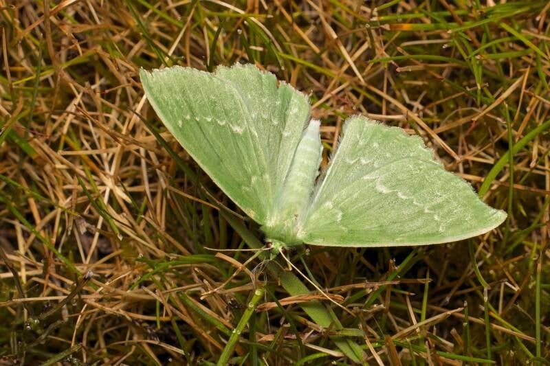 WINTER MOTH (OPEROPHTERA BRUMATA) - Kleine wintervlinder