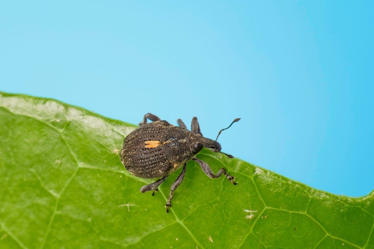 Kevers / Insecten | Natuurfotografie