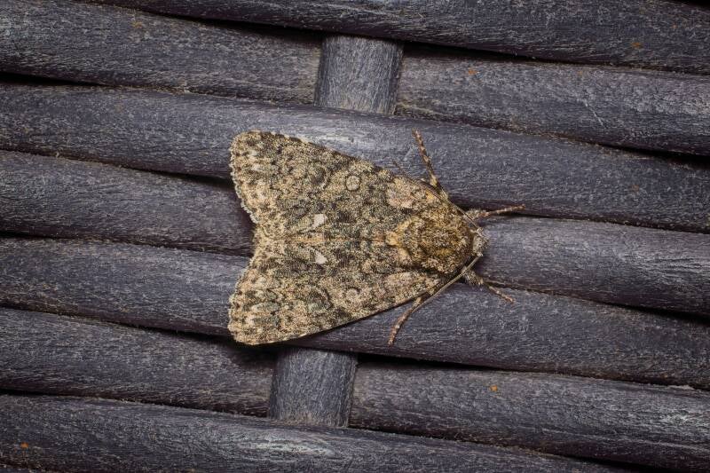 WINTER MOTH (OPEROPHTERA BRUMATA) - Kleine wintervlinder