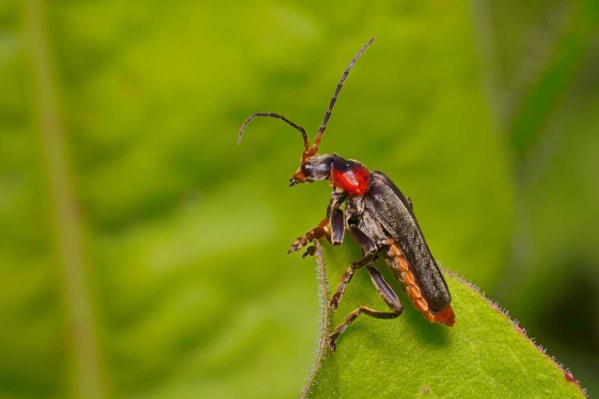 Kevers / Insecten | Natuurfotografie