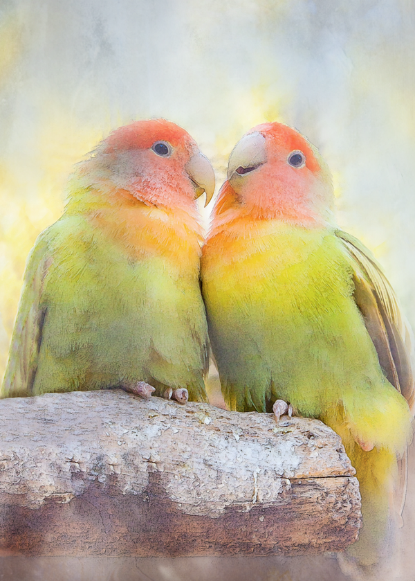 Sweet Talking Guy (Australian Lovebirds) 23-11