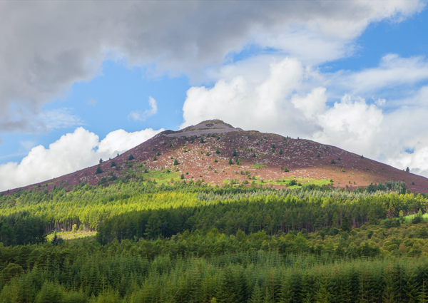 Mither Tap Trees • Bennachie 23-26
