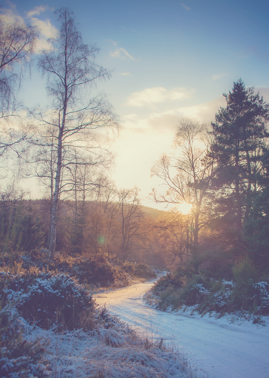 Snowy St Andrew's Day • Glentanar, Aberdeenshire 23-31