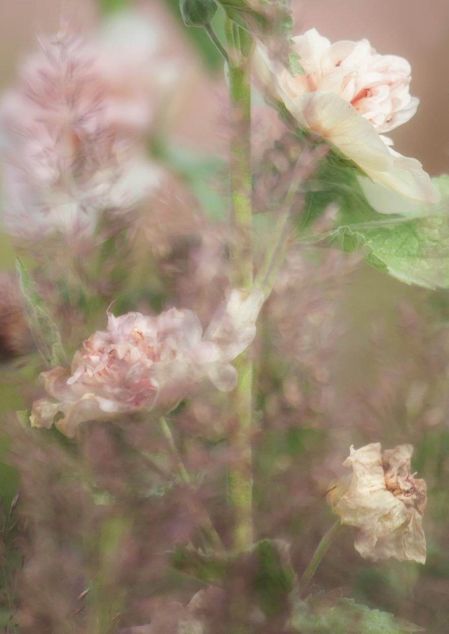 Summer Romance {Hollyhocks}. 23-32