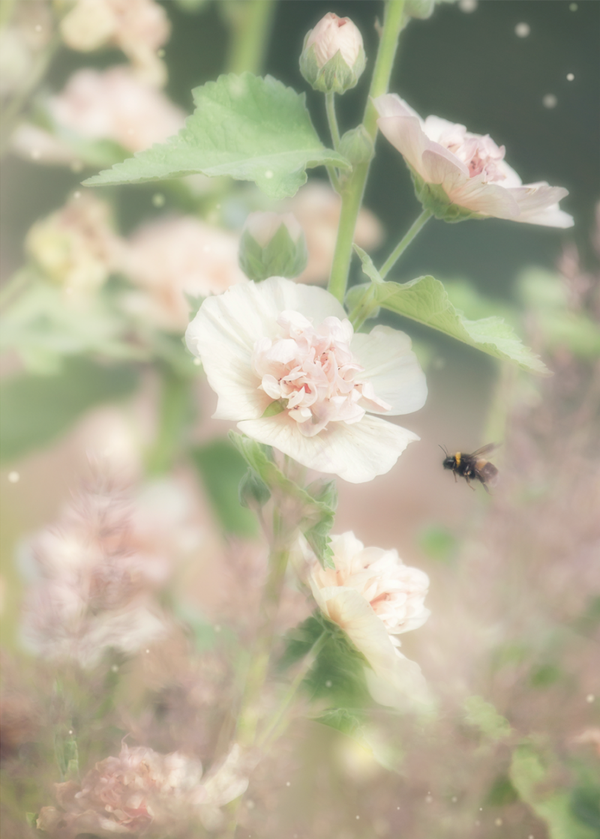 Fine Art Print : Love in the Air {Hollyhock and bee}