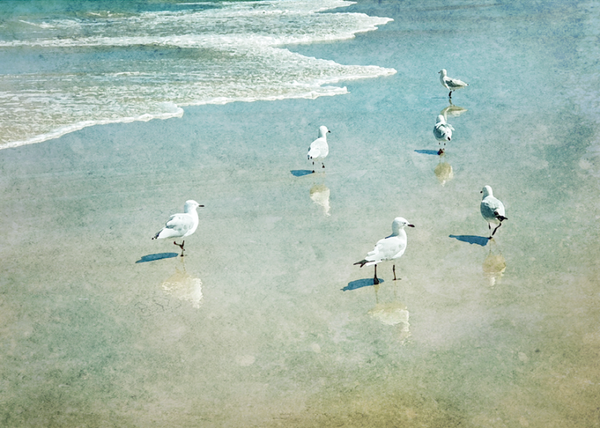 Seagulls in the Sand  23-37