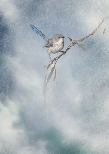 Fine Art Print : Blue Fairy Wren • Australia