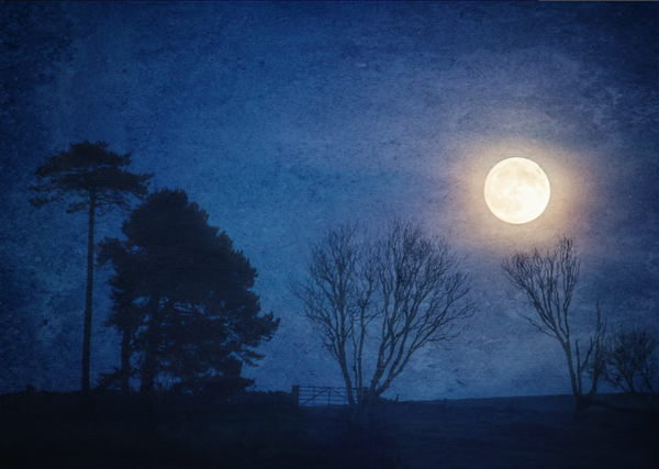Moondance • Starry Giclée