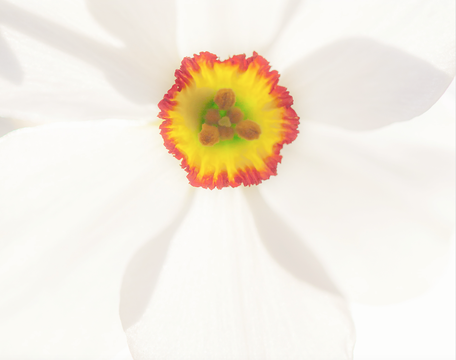 Fine Art Print : Enlightened {Narcissus}