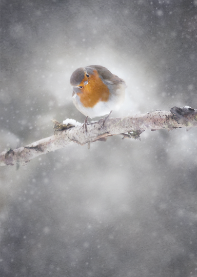 Rockin in the Treetops  AW18-08