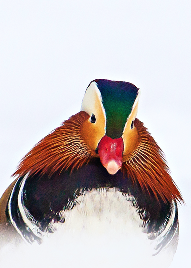 Fine Art Print : Duckin' and Divin' • Mandarin Duck