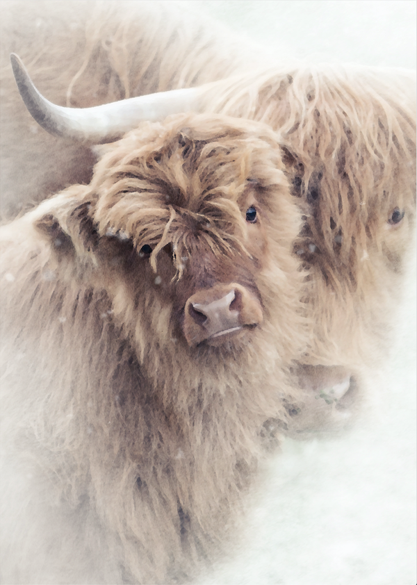 The Bairn  AW19-03 Highland Cow