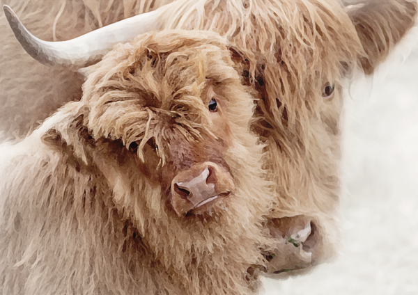 Mama & Me AW19-10 Highland Cow