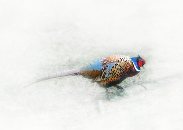 Nonchalant Pheasant   AW19-11