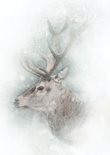 Fine Art Print : The Stag's Head