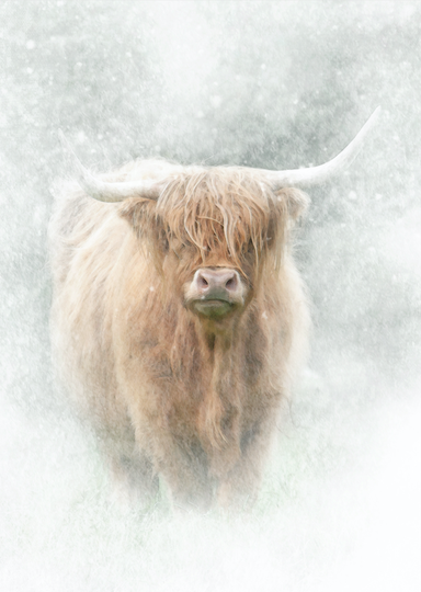 Fine Art Print : Highland Coo