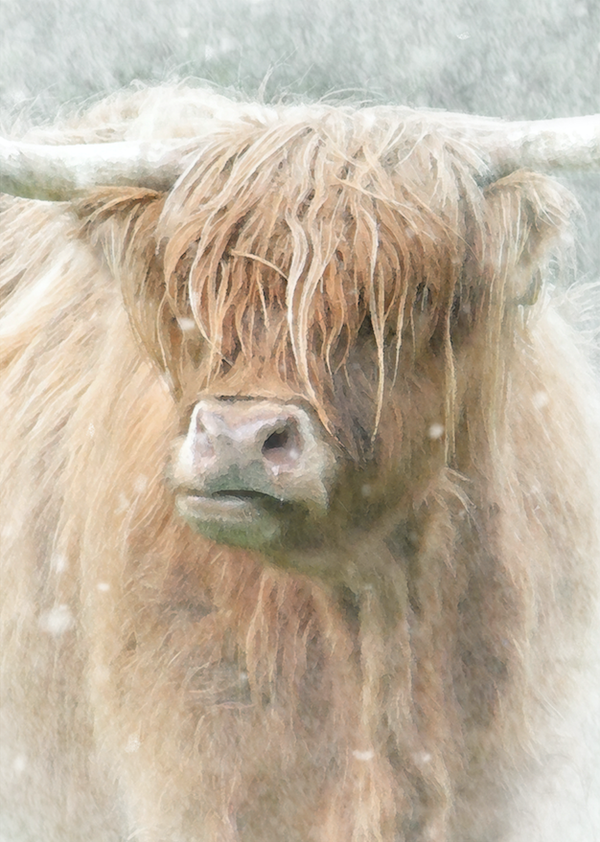 Highland Toffee  AW19-21 Highland Cow