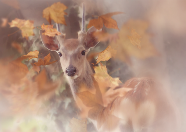 Falling Colours AW19-29