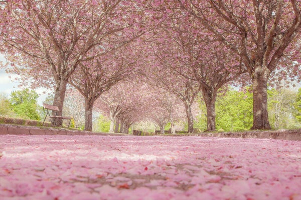 Fine Art Print : Cherry Blossom in May