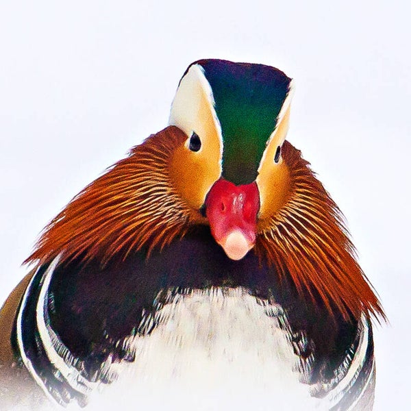 Cushion {soft velvet} • Mandarin Duck