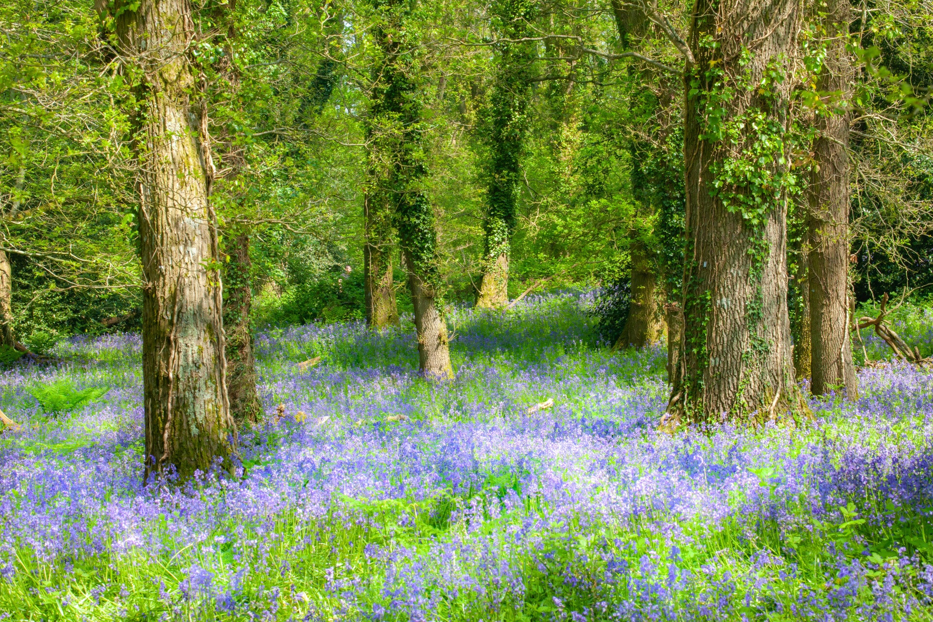 Fine Art Print : Spring Morning Walk