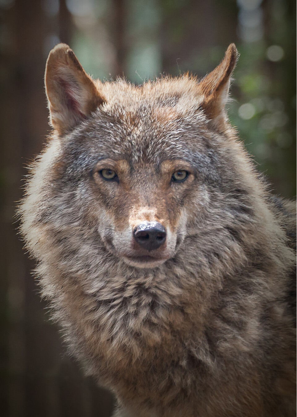 The Watcher • European Grey Wolf  25-RZSS-63