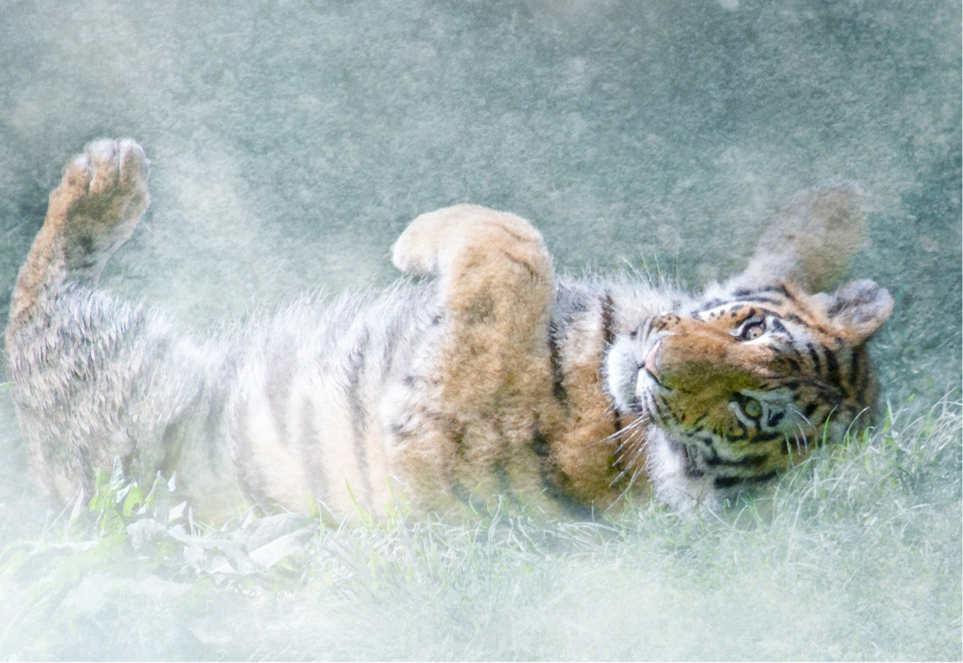 Lazing on my birthday afternoon • 1st birthday Amur Tiger  RZSS-HWP20-49