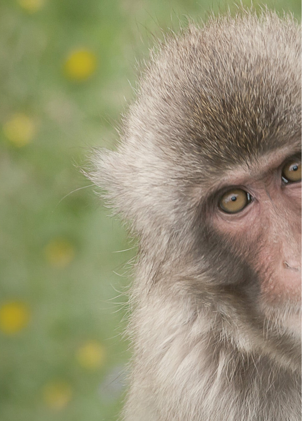 Hide & Seek • Japanese Macaque  25-RZSS-61