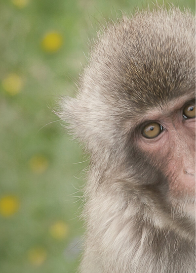Hide & Seek • Japanese Macaque  25-RZSS-61