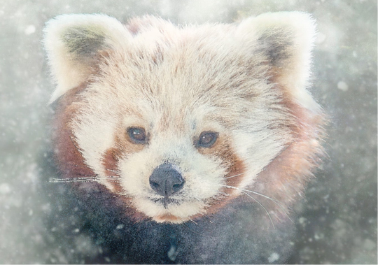 Kitty • Red Panda RZSS-HWP20-48