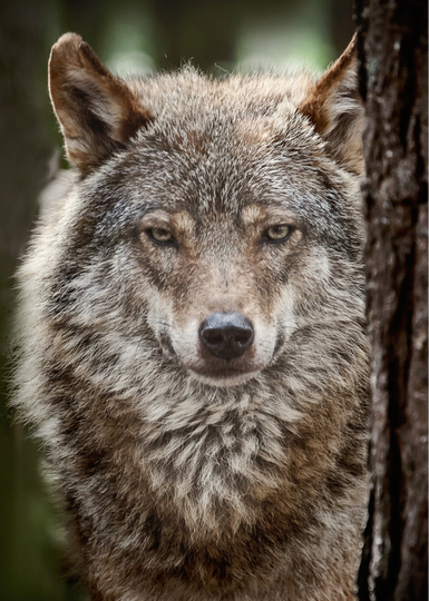 The Hunter • European Grey Wolf  25-RZSS-65