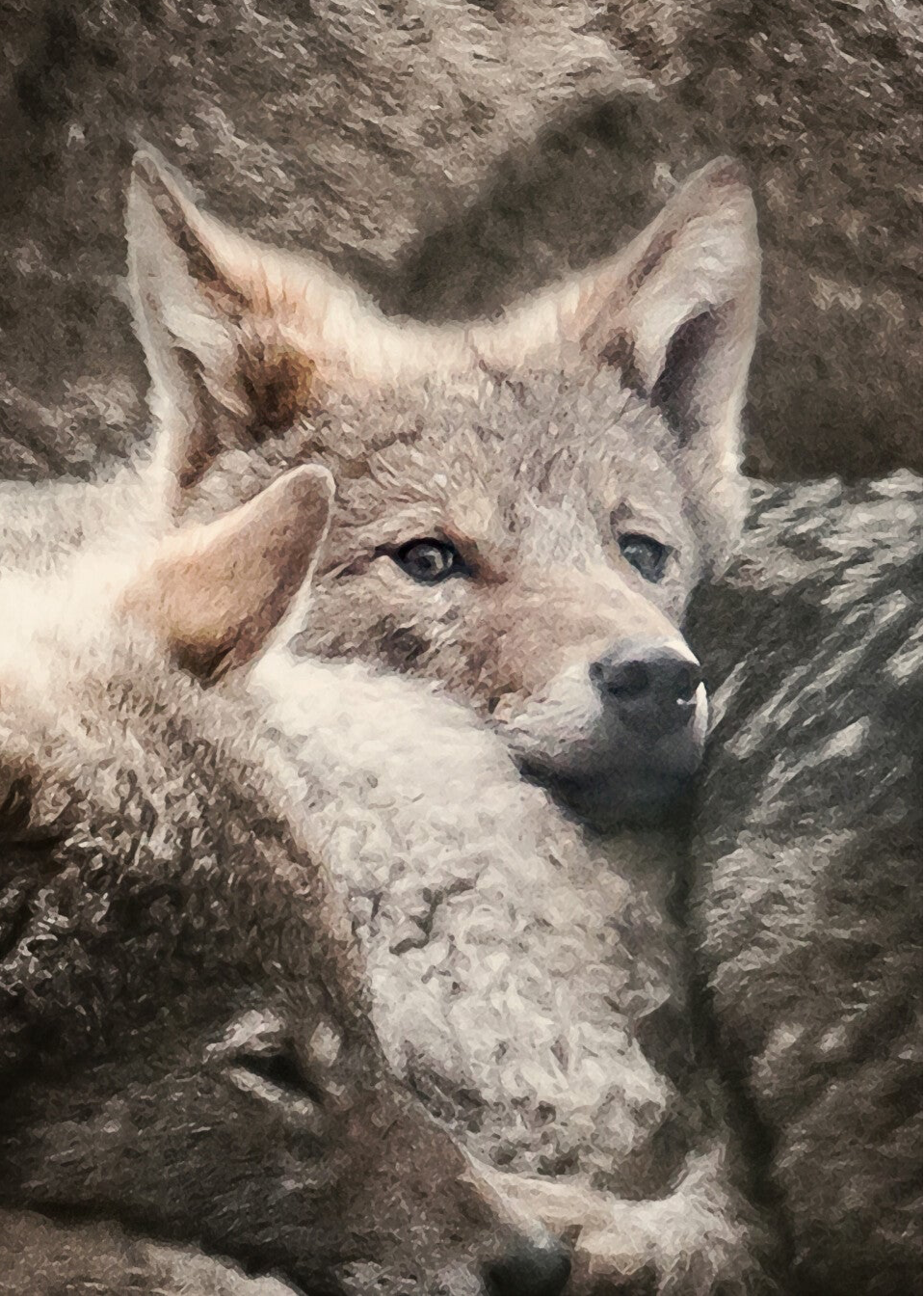 European Grey Wolfcubs  25-RZSS-26