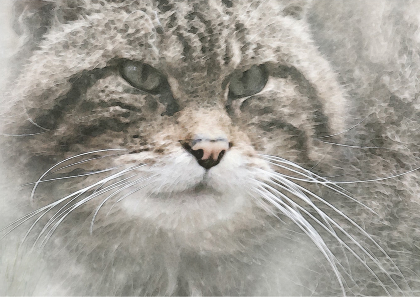 The Wildcat's Whiskers • Scottish Wildcat RZSS-HWP20-18