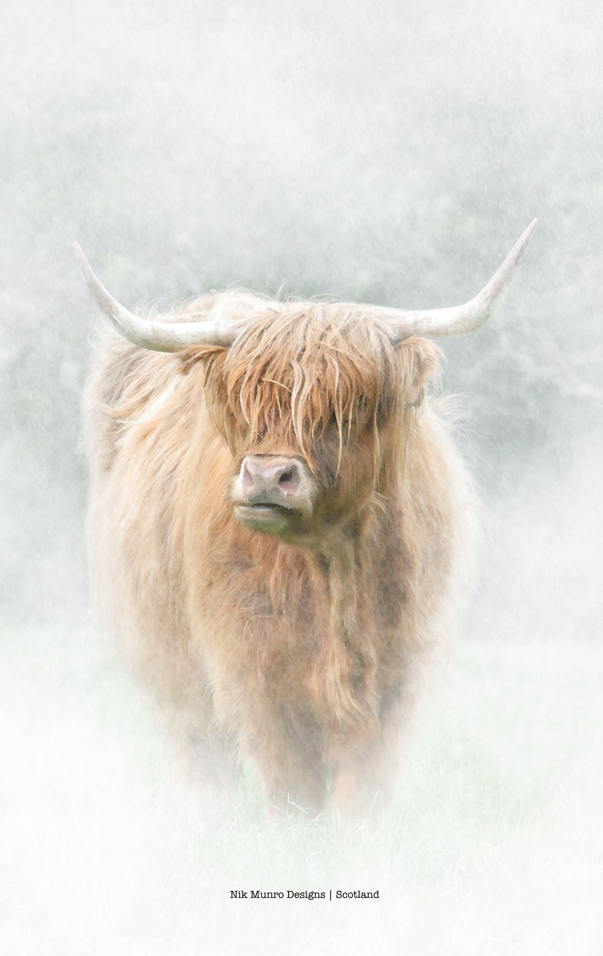 Teatowel • Heilan Coo - Bò-Ghàidhealach