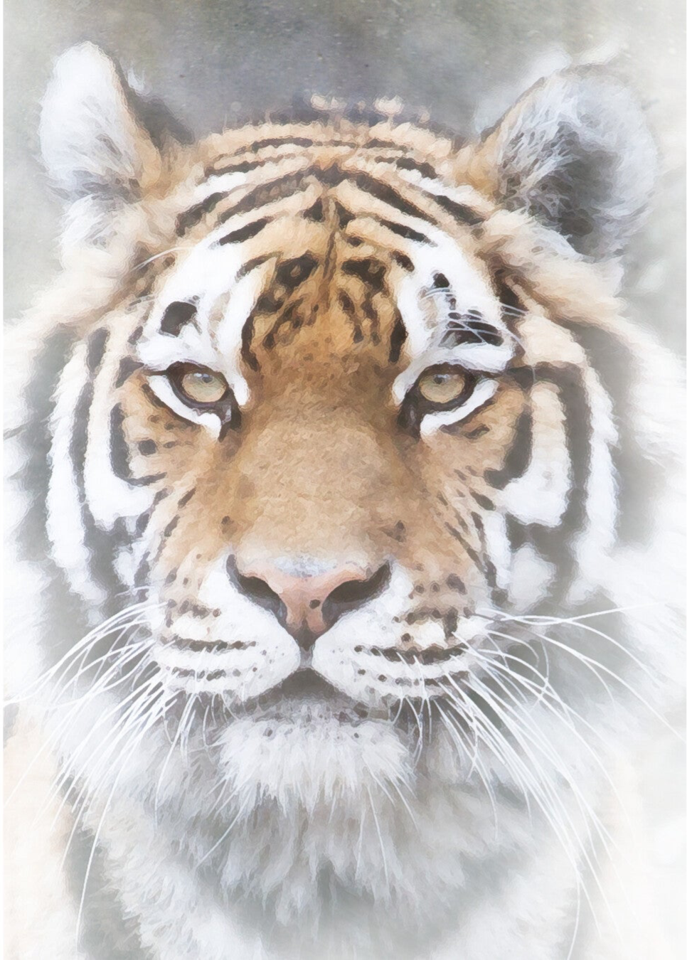 Amur Tiger RZSS-HWP20-20