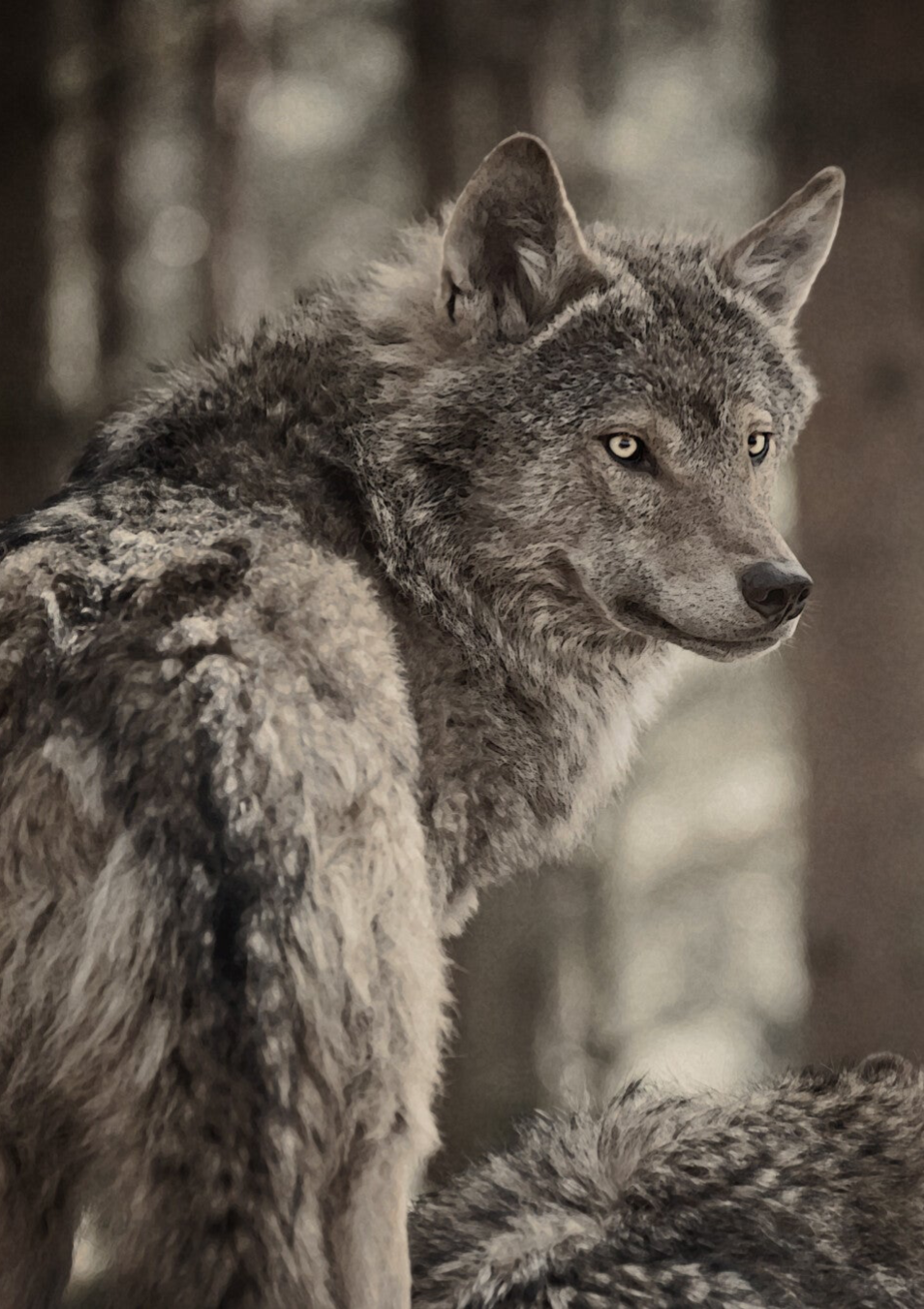 Leader of the Pack • European Grey Wolf  RZSS-HWP20-52