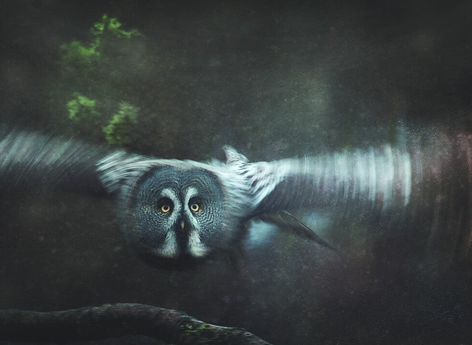 Great Grey Owl {Strix nebulosa} RZSS-72