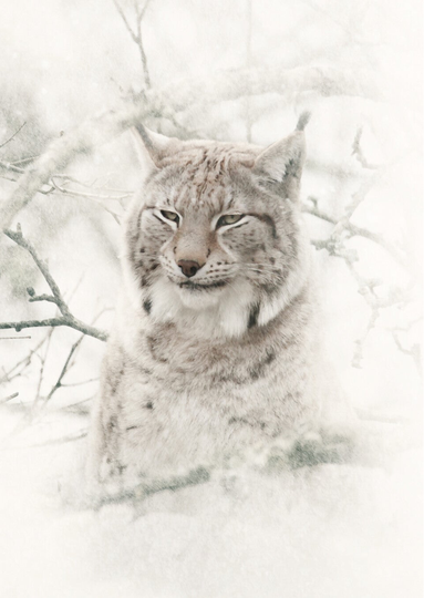 Snowy Lynx  RZSS-HWP20-03