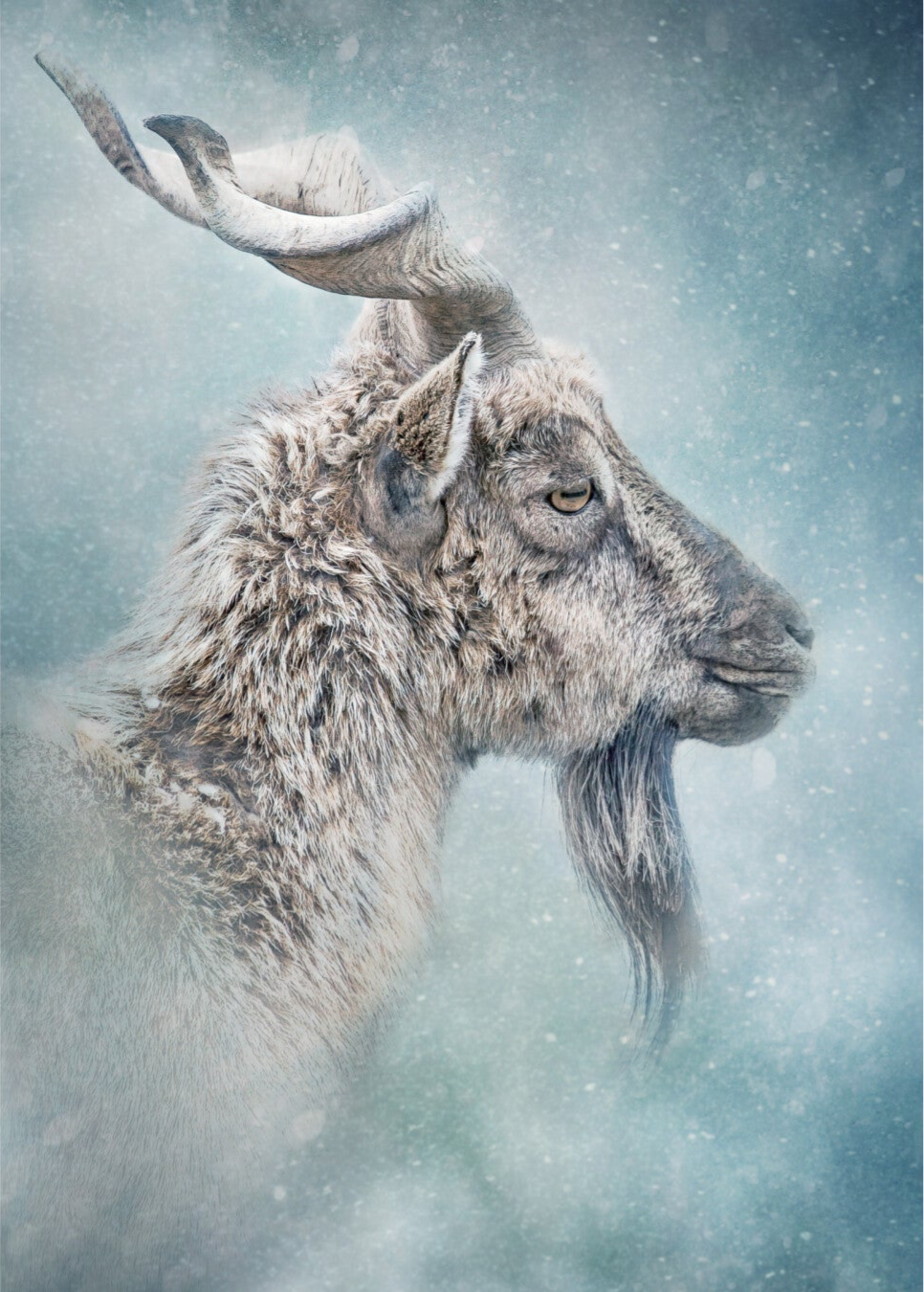 Turkmenian Markhor RZSS-HWP20-31